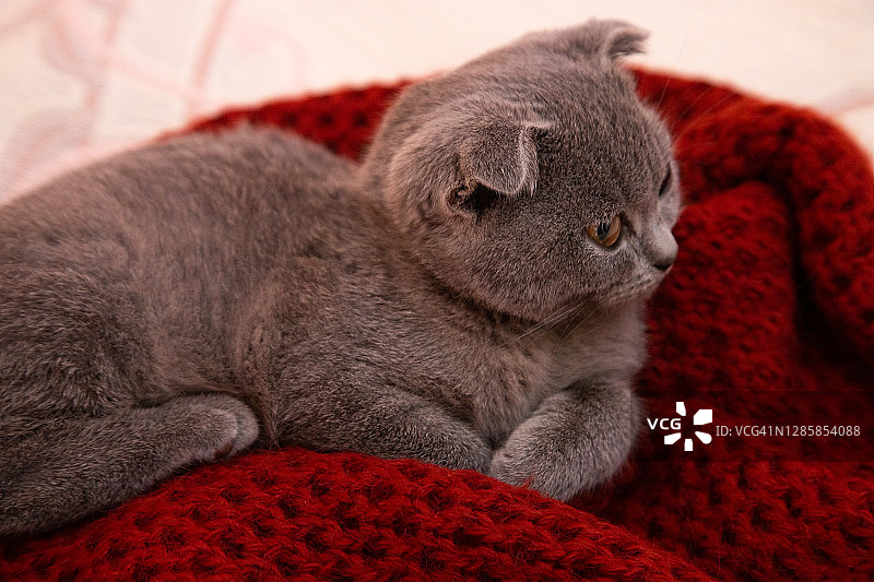 圣诞节的猫。肖像小猫玩节日的红色背景。小猫在一条红色的针织围巾上。凯蒂看着照相机。概念可爱可爱的宠物猫。2021年圣诞节的猫。苏格兰折耳猫图片素材