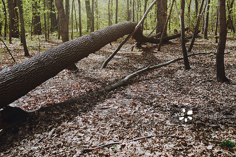 森林里倒下的树干图片素材