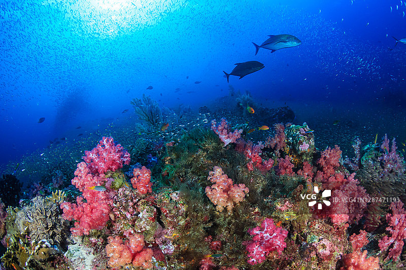 美丽的软珊瑚和热带鱼礁在安达曼海图片素材