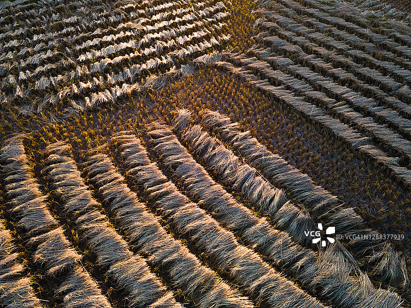 水稻种植，可近距离观察，泰国南邦图片素材
