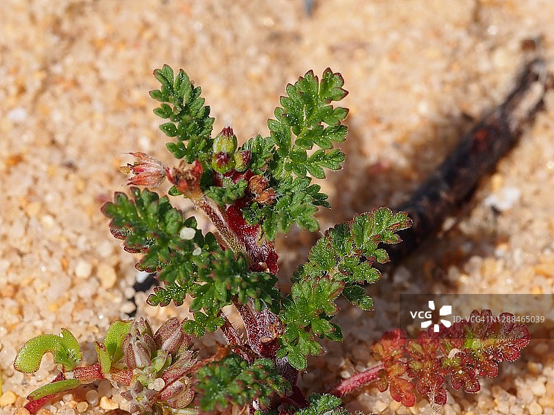 植物(Erodium aethopicum subsp.)pilosum)图片素材