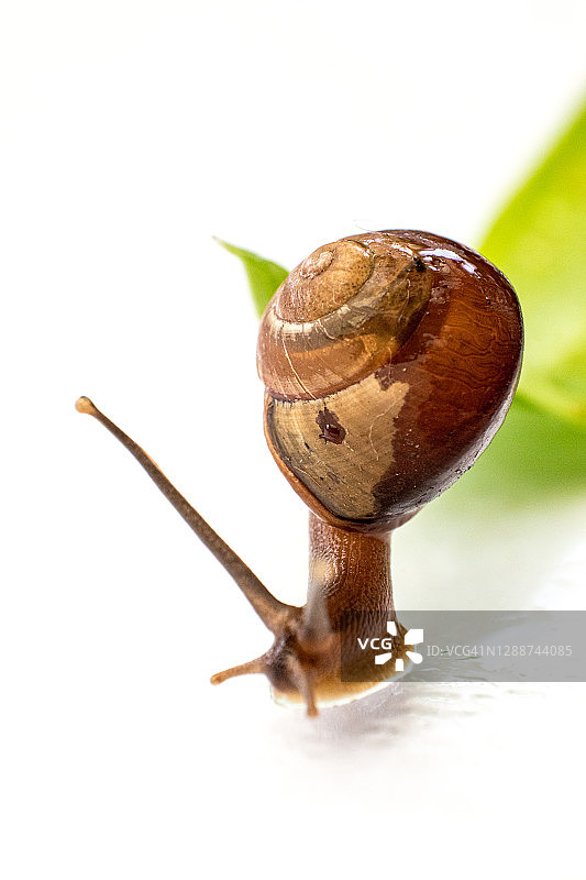 花园里的一只小蜗牛在潮湿的叶子上慢慢地爬。图片素材
