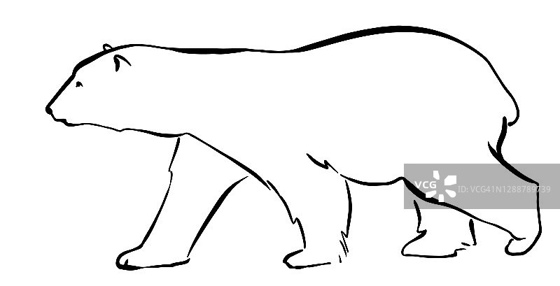 北极熊手绘线图形草图风格孤立在白色背景图片素材