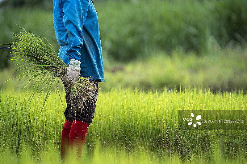 部分泰国农民在农场种植水稻图片素材