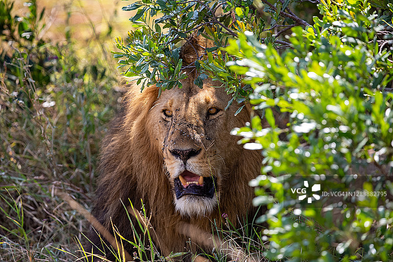 狮子在野生图片素材