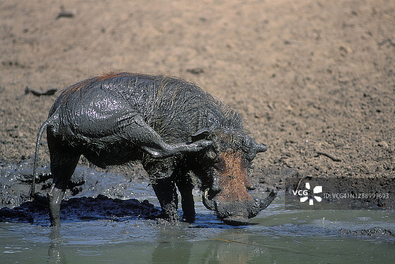 姆库兹野生动物保护区的疣猪抓伤图片素材