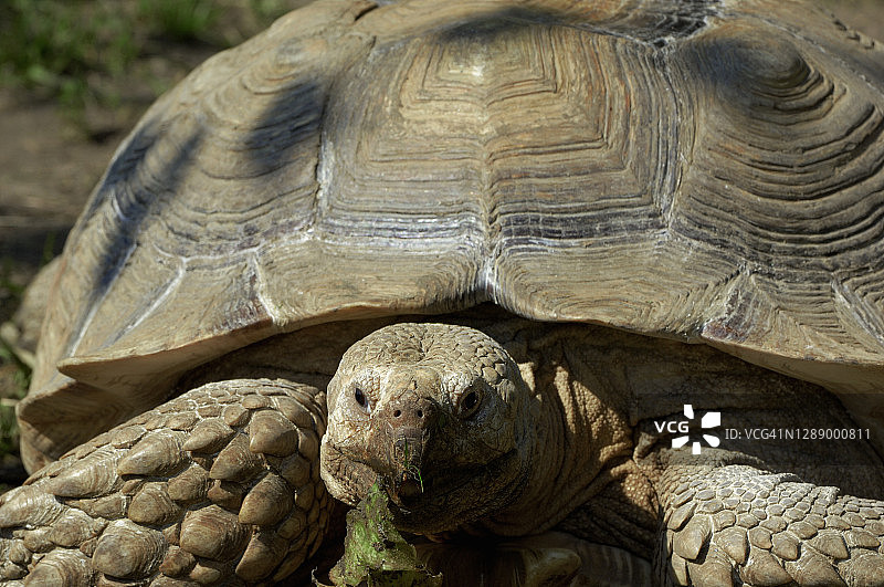 非洲促使tortois图片素材