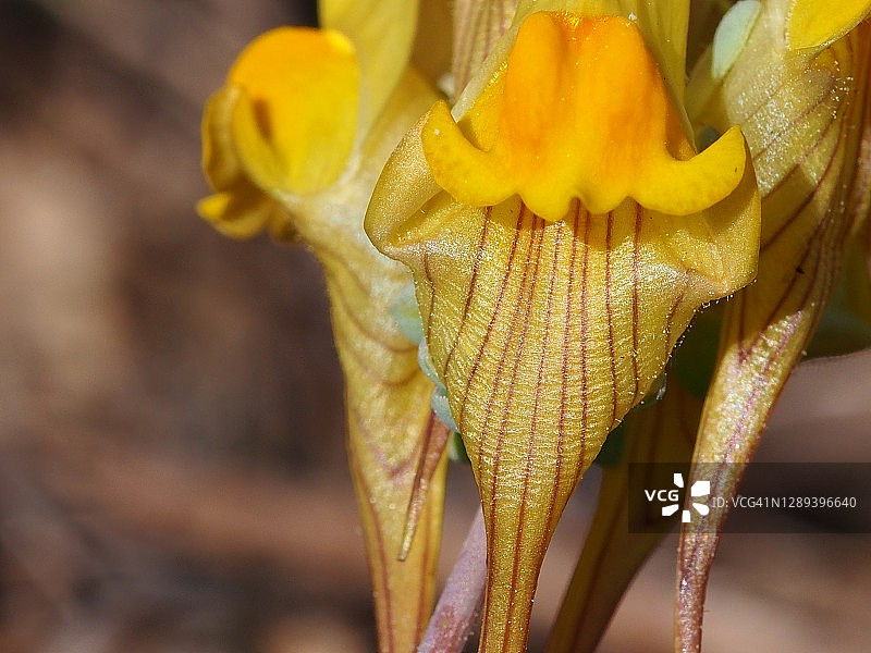 野花(Linaria polygalifolia)图片素材