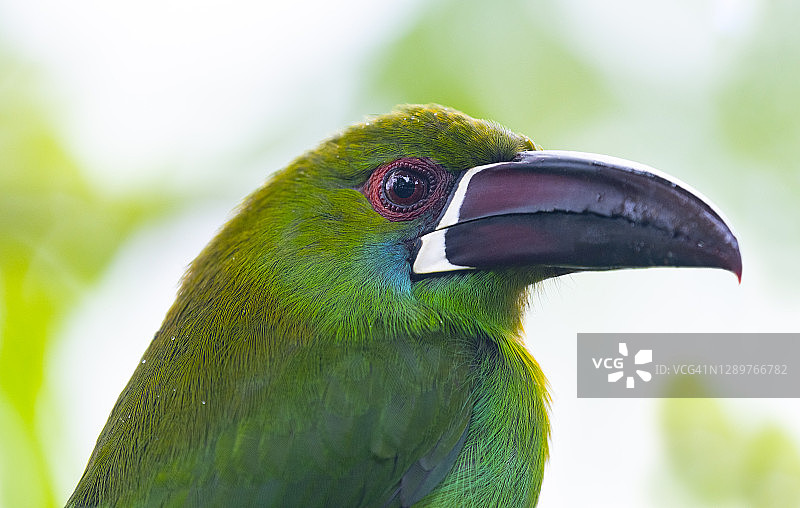 深红色后臀鹬，厄瓜多尔的美丽鸟类图片素材