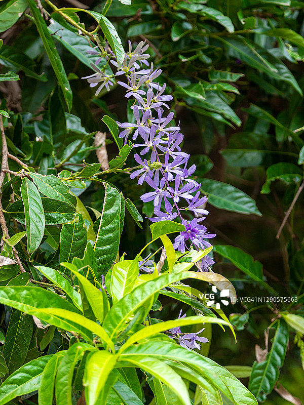 通常被称为紫色花环，皇后的花环，砂纸藤，和Nilmani (Petrea volubilis)在花园里图片素材