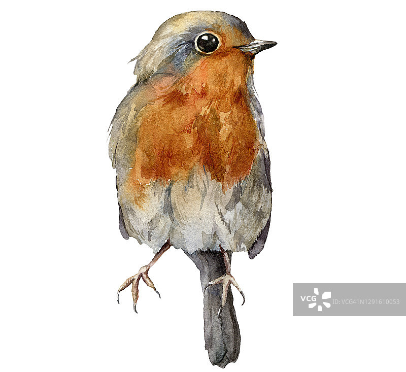 水彩卡片与罗宾红胸。手绘的鸟孤立在白色的背景。野生动物插图设计，印刷，织物或背景。图片素材