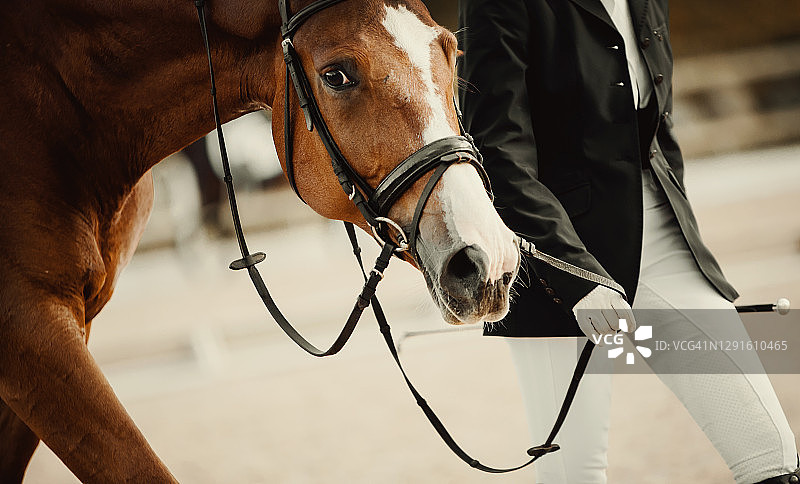 一个红色的运动马的肖像与白色斑纹在口吻后的比赛。竞技场中笼头上的马的口套。马的口部靠近。肖像马在笼头。图片素材