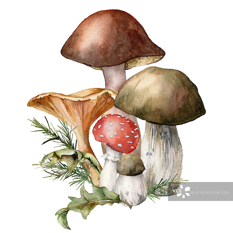 用蘑菇做成的秋季水彩画。手绘白毒伞，鸡油菌和牛肝菌分离在白色背景。植物森林插图设计，印刷或背景。图片素材