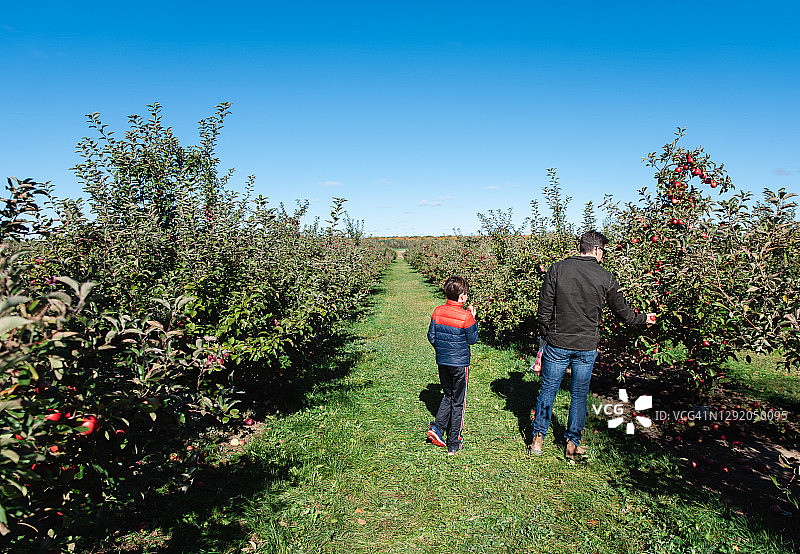 一个阳光明媚的秋天，父子俩在果园里摘苹果。图片素材
