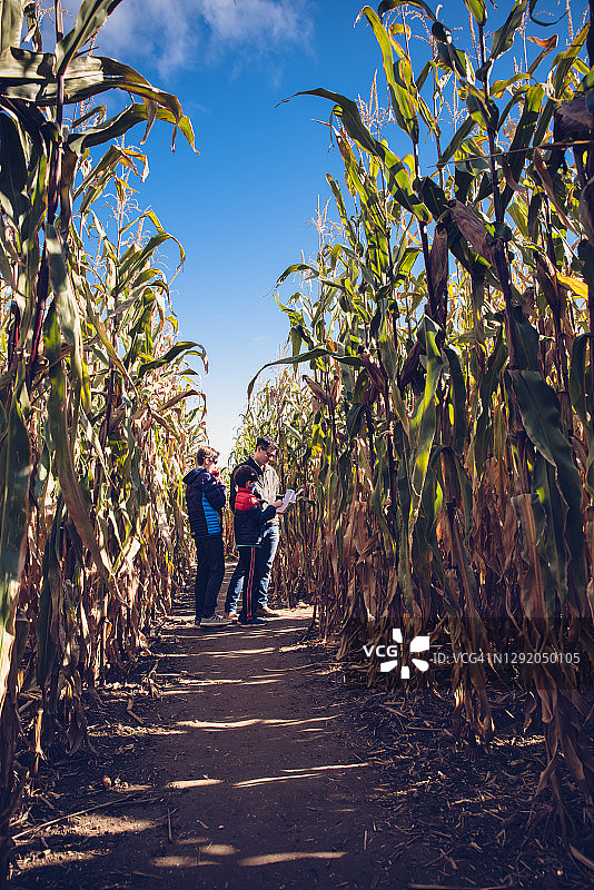 在一个阳光明媚的日子里，父亲和孩子们一起走过玉米迷宫。图片素材