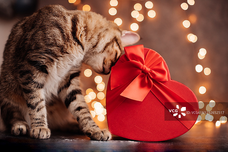 情人节的猫系着红色的领结，放在一张有爱心的桌子上图片素材