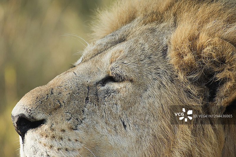 狮子特写，莫雷米野生动物保护区，博茨瓦纳图片素材