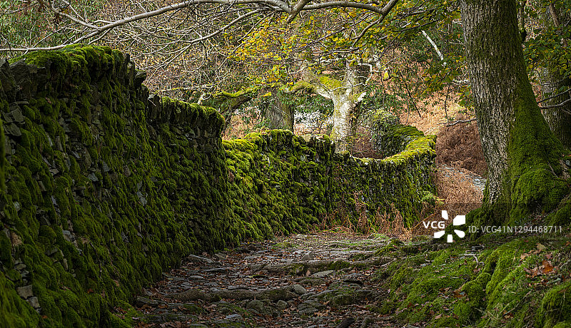 在湖区，一条小路和覆盖着绿色苔藓的干燥石墙蜿蜒穿过树木图片素材