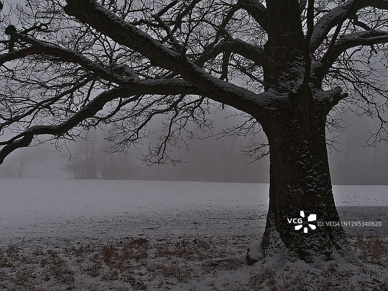在德国格里宾根附近，冬天的大雾天气里，白雪覆盖的草地上，一棵大橡树的剪影和光秃秃的树枝。图片素材