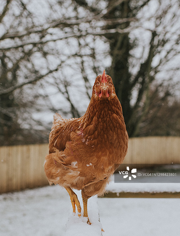 正面面对雪中鸡直视相机图片素材
