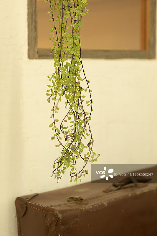 有室内植物和树干的房间图片素材