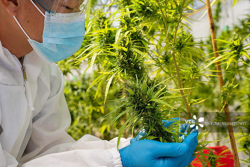 大麻植物，科学家在室内花园种植区检查大麻植物，替代草药。图片素材