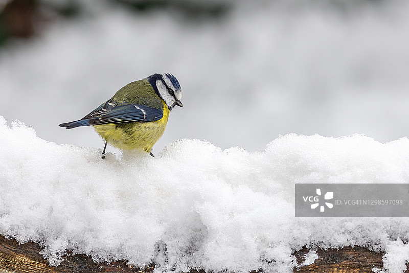 蓝色山雀在一个寒冷的，下雪的冬天寻找食物-英国萨里图片素材