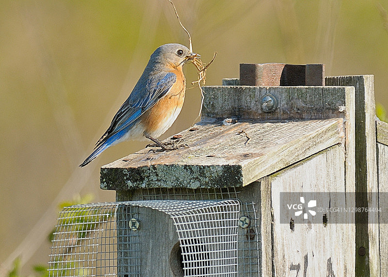 雌性东方蓝鸟和筑巢用品图片素材