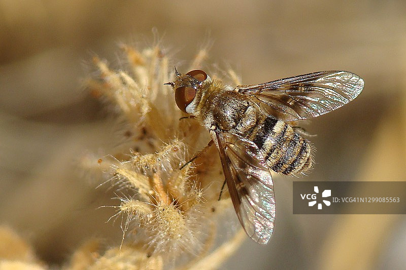 Bee-fly (Thyridanthrax线虫)图片素材