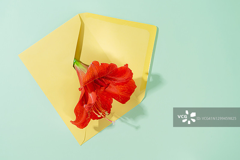 信封和一束红色的百合花作为对3月8日母亲节圣瓦伦丁节的祝贺。图片素材