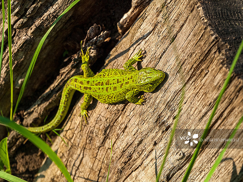 小绿蜥蜴爬行动物在森林中特写，动物在野外生存，适应和躲藏，着色与外部融合图片素材
