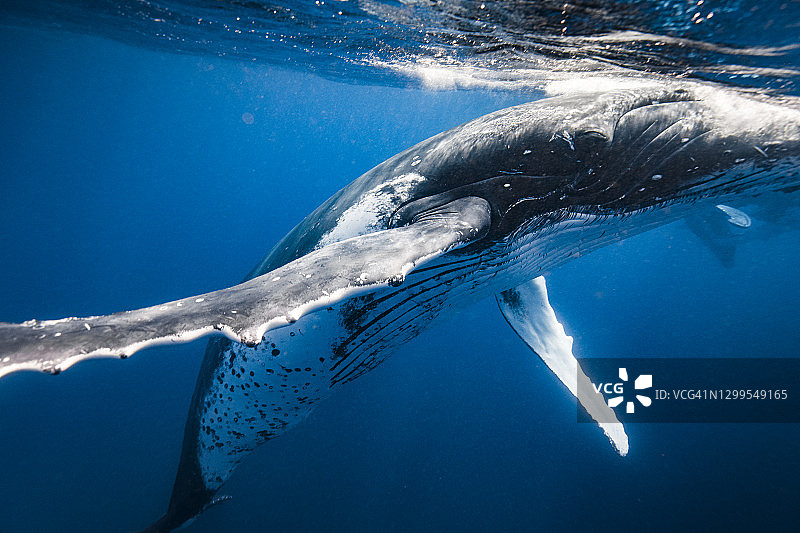 座头鲸在开阔的蓝色海洋表面下游泳的特写图片素材
