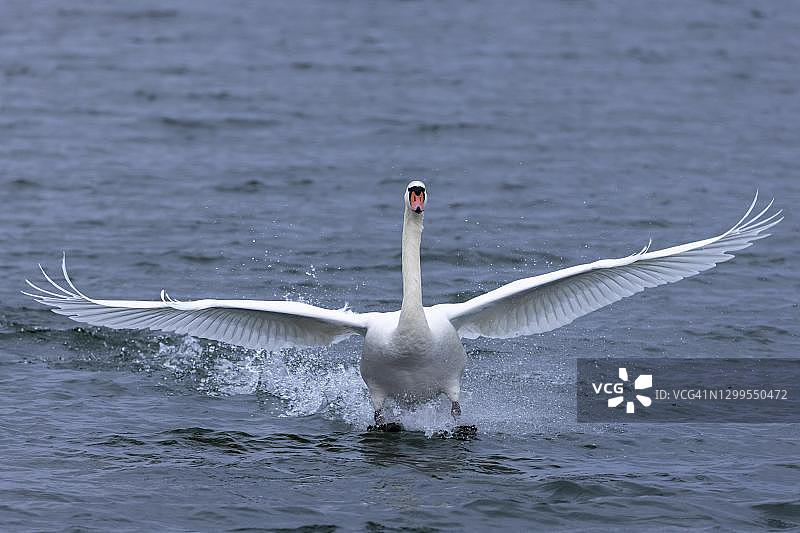 疣天鹅(天鹅色)降落在水里，莱茵河，德国图片素材