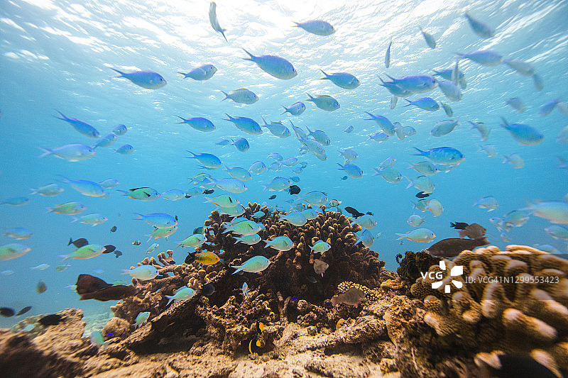 生活在硬珊瑚礁生态系统中的热带鱼图片素材