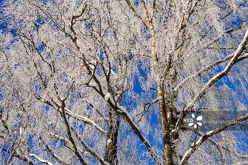 冬天，蓝天下结霜的白桦树图片素材