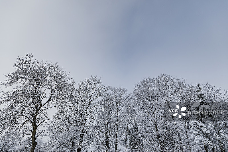 12月下旬，英国，树木被雪覆盖图片素材