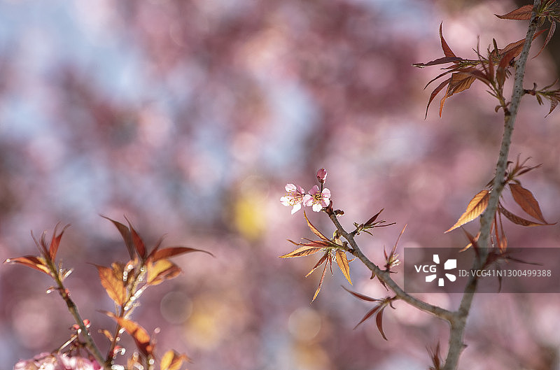 美丽的樱花盛开图片素材