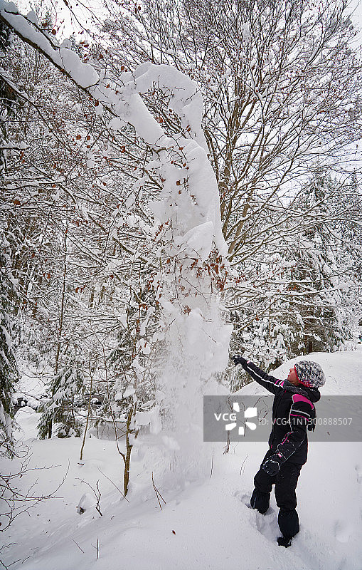 小女孩徒步旅行，从树上摇雪，在冬天的针叶林。图片素材