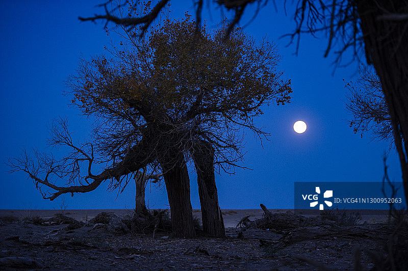 美丽的日落风景，月亮越过枯树在干燥的沙漠图片素材
