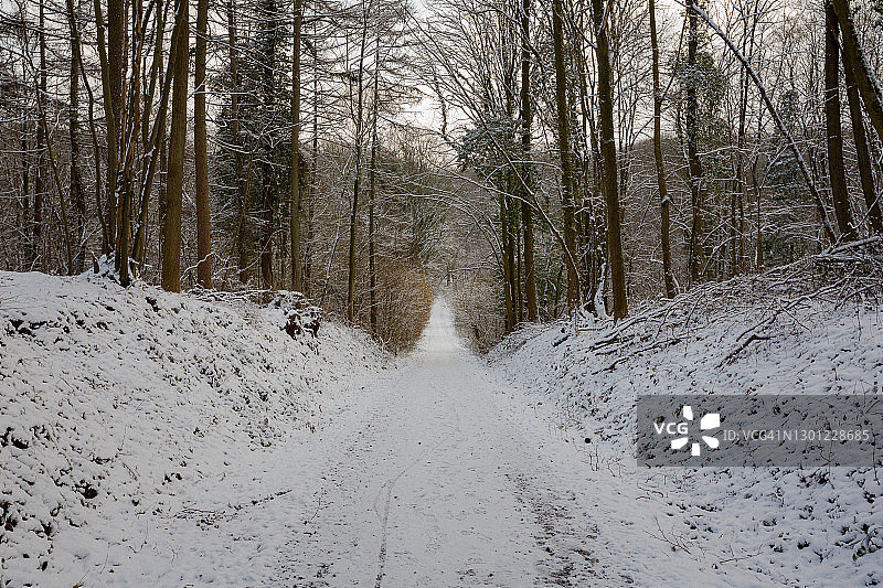 沿着被雪覆盖的森林的树巷的风景图片素材