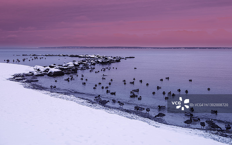 粉红色日落海景在海鸟保护区与岩石和观赏玛莎葡萄园在科德角图片素材