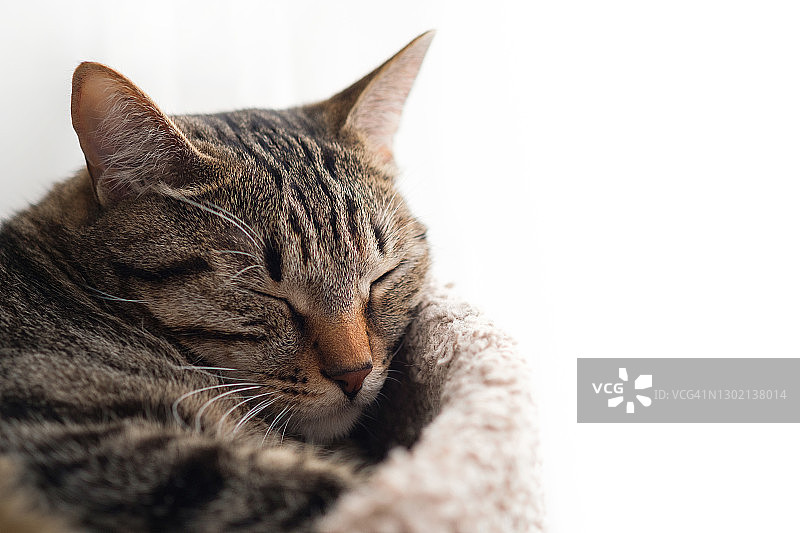 一只红鼻子的家猫蜷缩着躺在一条针织毯子上睡觉。图片素材
