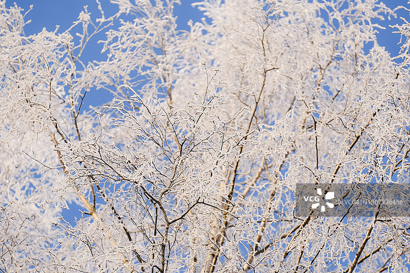 晴朗的阳光下，蓝天下结霜的桦树图片素材