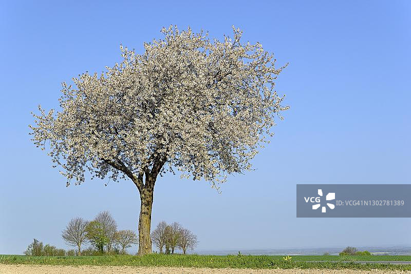 德国北莱茵-威斯特伐利亚州，蓝天下盛开的樱桃树图片素材
