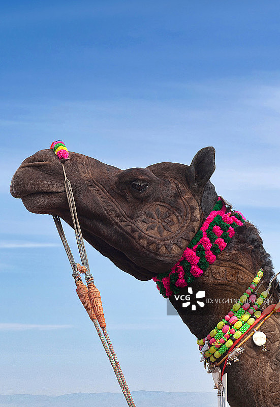 印度拉贾斯坦邦比卡内尔骆驼节上美丽装饰的单峰驼图片素材