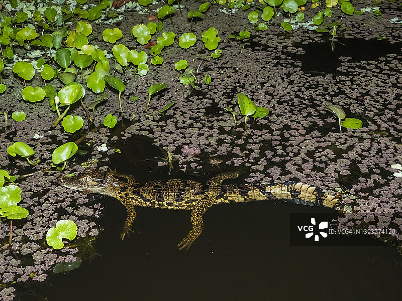 一只年轻的眼镜凯门鳄(凯门鳄鳄鱼)在晚上，乌卡亚利河，亚马逊盆地，洛雷托，南美洲图片素材