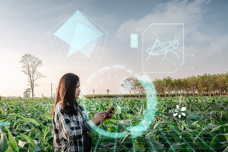 农民妇女使用数字平板与虚拟现实人工智能(AI)分析玉米农田植物疾病。科技、智慧农业、创新农业理念。图片素材