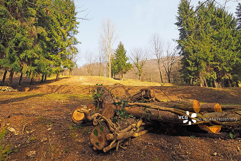 冬季景观与砍伐木材图片素材