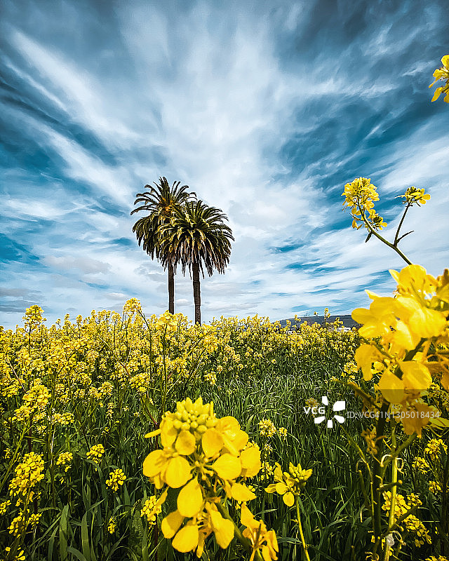 两棵棕榈树在一片黄色的野花，加利福尼亚，美国图片素材
