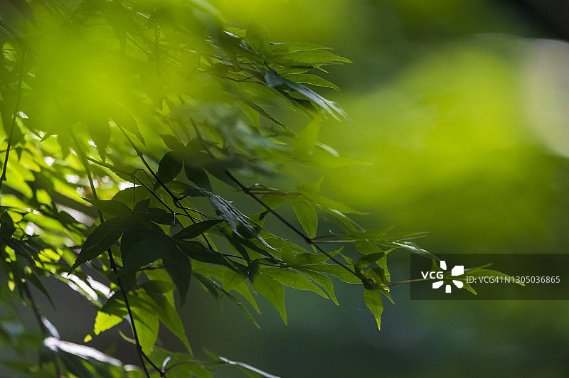 夏天亮绿色的枫叶图片素材